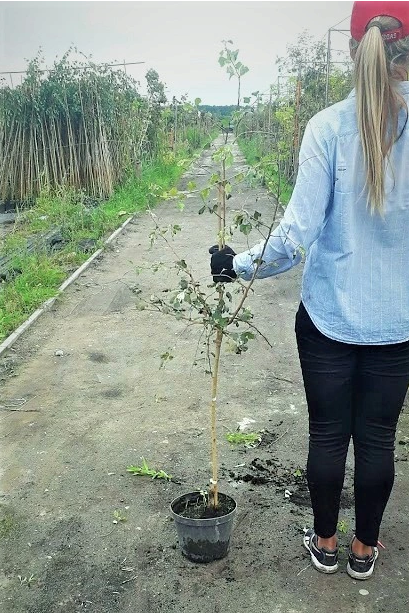 JABŁOŃ COPEMAN NEVILLE Ozdobna Szczepiona Rajska - Sadzonki 130 / 150 Cm